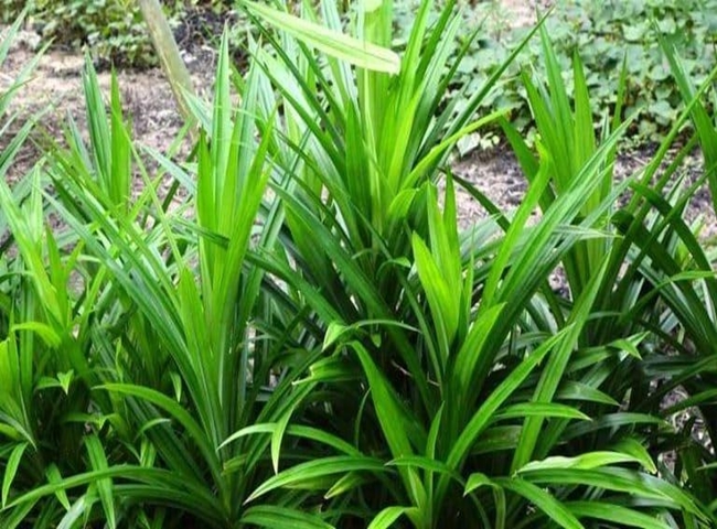 Khử m&ugrave;i h&ocirc;i nh&agrave; vệ sinh bằng l&aacute; dứa