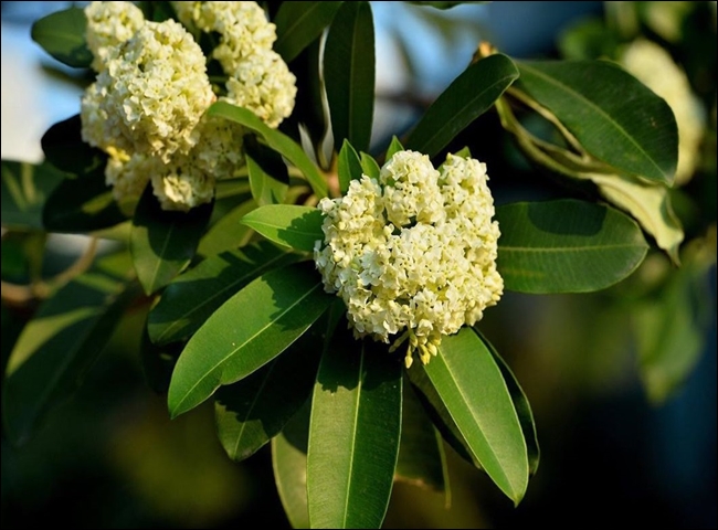 c&aacute;ch khử m&ugrave;i h&ocirc;i hố ga